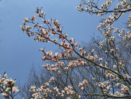 spring magnolia tree flowersの写真素材