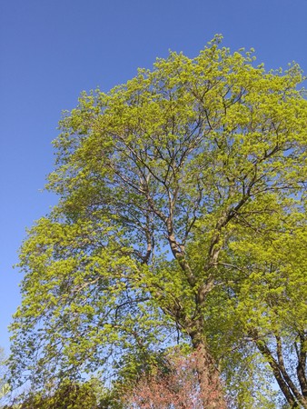 spring treeの写真素材