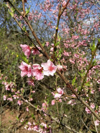 apple blossomの写真素材