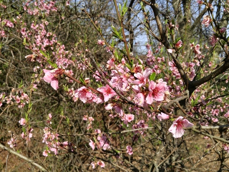 apple blossomの写真素材