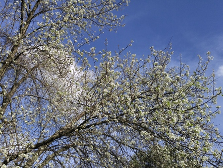 cherry blossomの写真素材