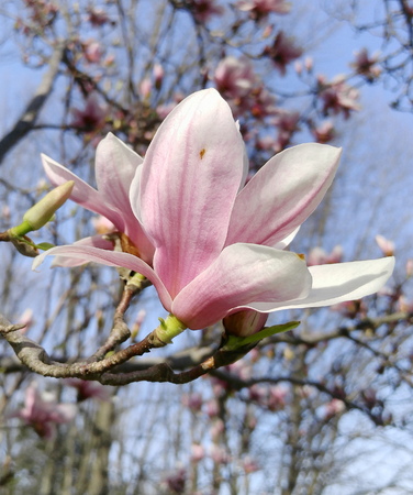 spring magnolia tree flowersの写真素材