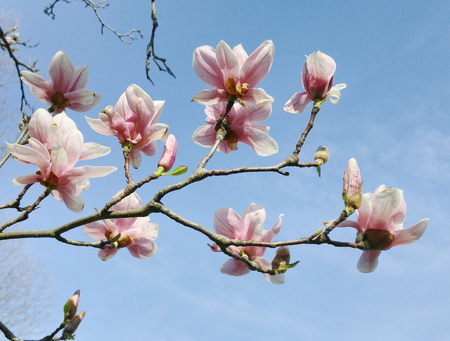 spring magnolia tree flowersの写真素材