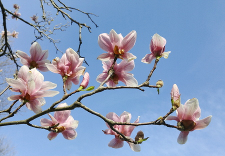 spring magnolia tree flowersの写真素材
