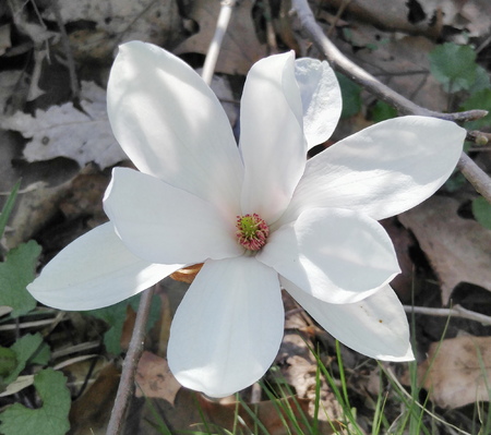 spring magnolia tree flowersの写真素材