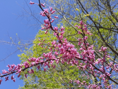 Japanese cherry blossom in springの写真素材