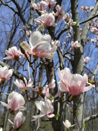 spring magnolia tree flowersの写真素材