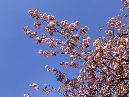 Japanese cherry blossom in springの写真素材