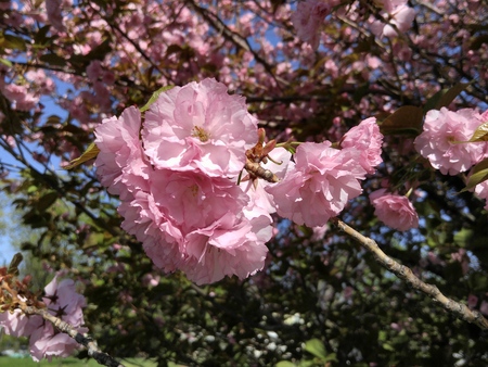 Japanese cherry blossom in springの写真素材