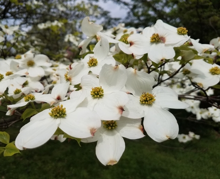 dogwood blossomの写真素材