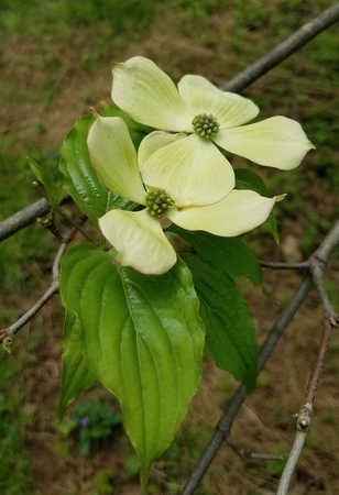 dogwood blossomの写真素材