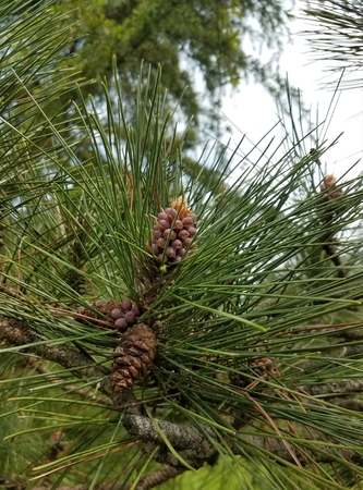 pine coneの写真素材
