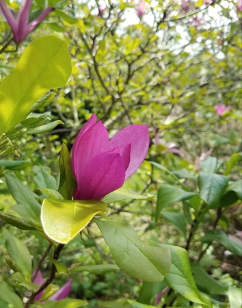 spring magnolia tree flowersの写真素材