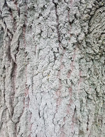 tree barkの写真素材