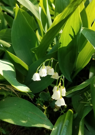 Lily of the valleyの写真素材