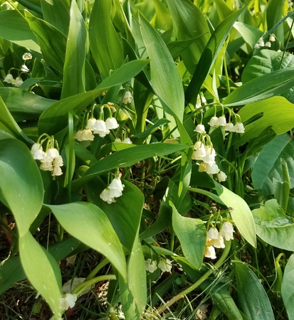 Lily of the valleyの写真素材