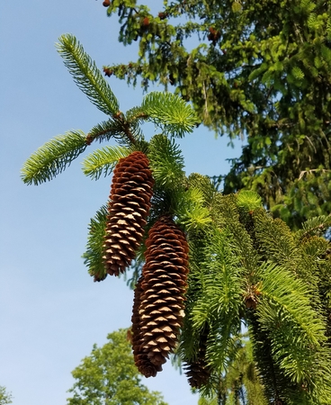 pine coneの写真素材