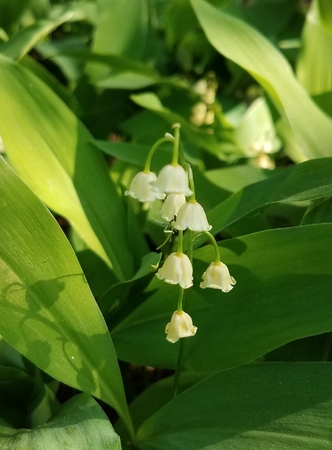 Lily of the valleyの写真素材
