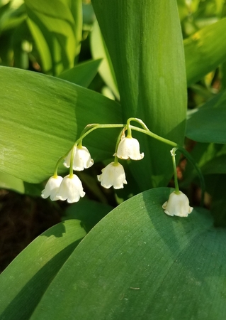 Lily of the valleyの写真素材