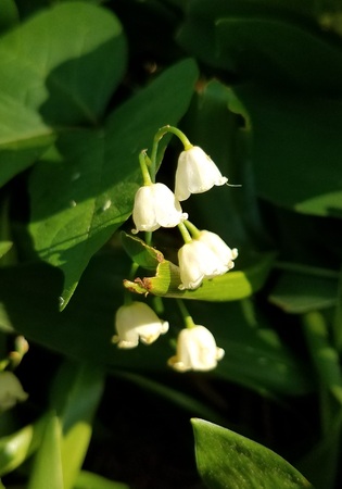 Lily of the valleyの写真素材