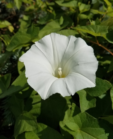 bell flowersの写真素材