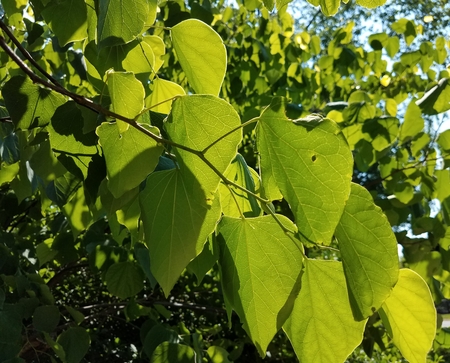 fresh leaves with sunの写真素材