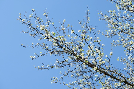 apple blossomの写真素材