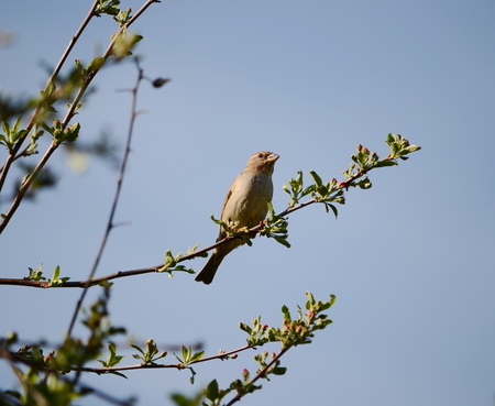 sparrowの写真素材