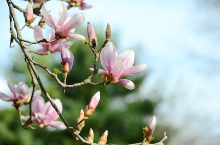 magnolia treeの写真素材
