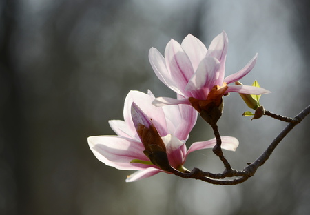 magnolia treeの写真素材