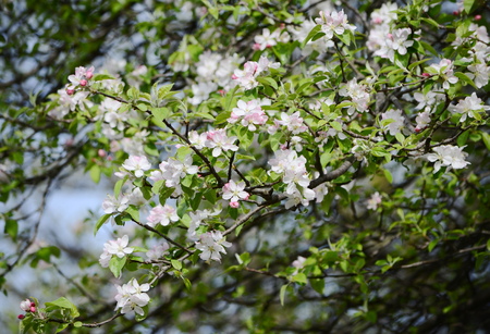 apple blossomの写真素材