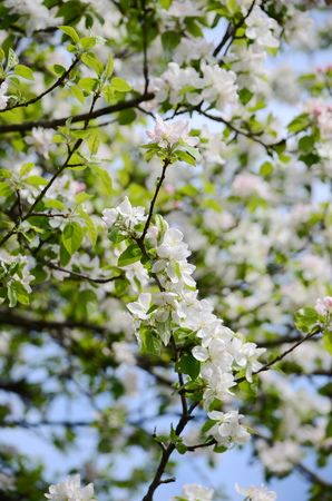 apple blossomの写真素材