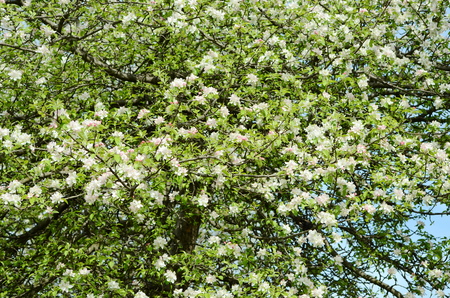apple blossomの写真素材