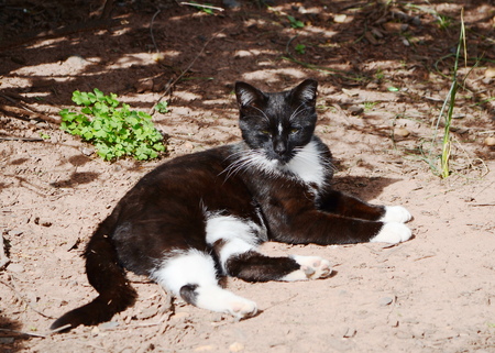 street catの写真素材