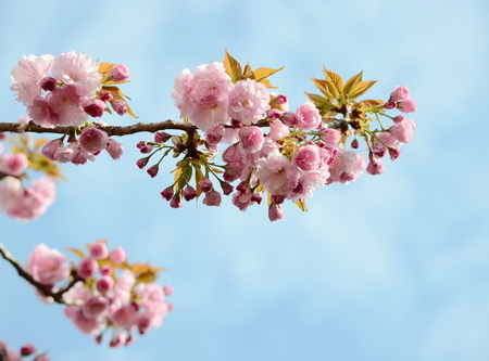 Japanese cherry blossom in springの写真素材