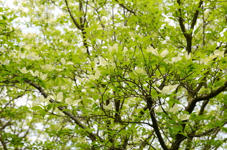 white dogwood treeの写真素材