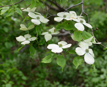 white dogwood treeの写真素材