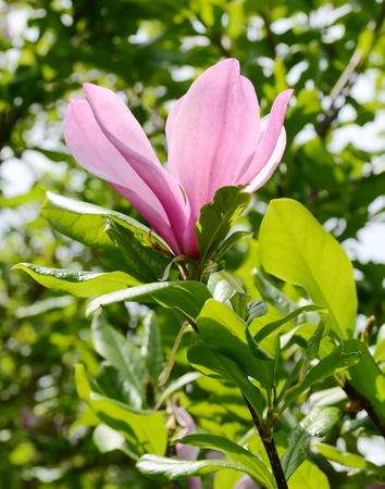 spring magnolia tree flowersの写真素材