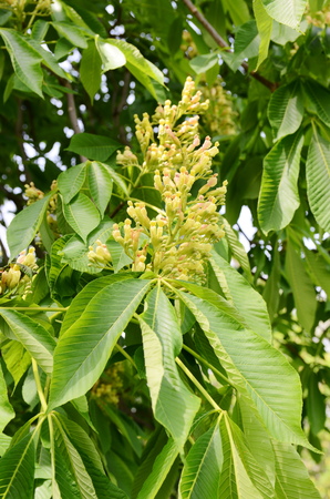 Chestnut blossomの写真素材