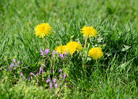 Dandelionの写真素材