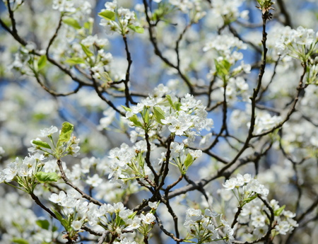 cherry blossomの写真素材