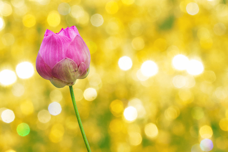 Morning lotus flower in the farm under warm sunlight.の写真素材
