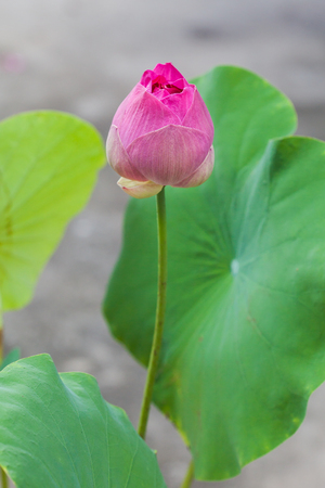 Pink Lotus flower in nature isolate on backgroundの写真素材