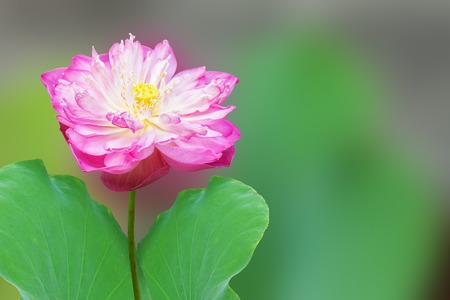 Pink Lotus flower in nature isolate on backgroundの写真素材