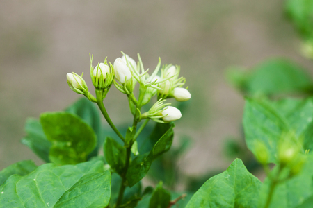 White Jasmine Flower and leaf in natureの写真素材