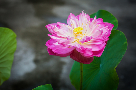 Lotus flower and Lotus flower plants and leafの写真素材