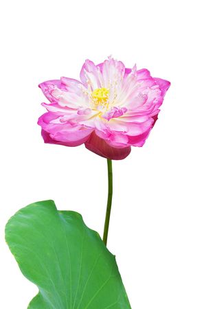 Pink water lily flower (lotus) and white backgroundの写真素材