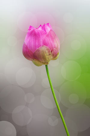 Pink Lotus flower in nature isolate on backgroundの写真素材