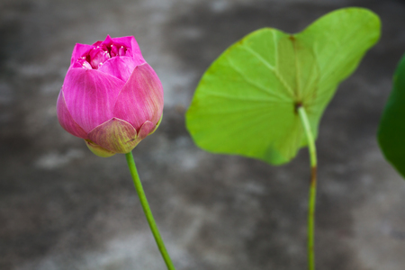 Pink Lotus flower in nature isolate on backgroundの写真素材