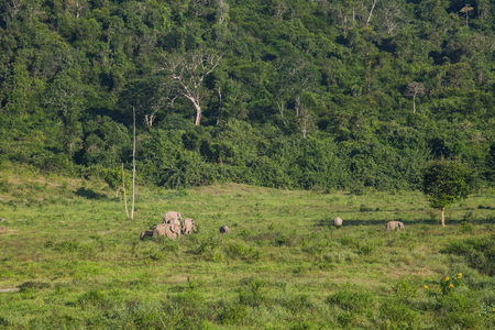 Thai elephant animal in nature at forestの写真素材
